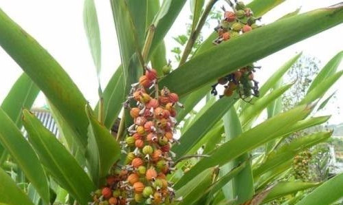 烘干機廠:砂仁種植技術管理 烘干機廠:砂仁種植技術管理